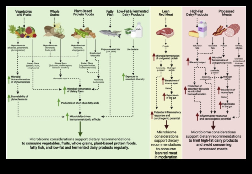 Dietele cu conținut scăzut de grăsimi și microbiomul intestinal: o relație simbiotică