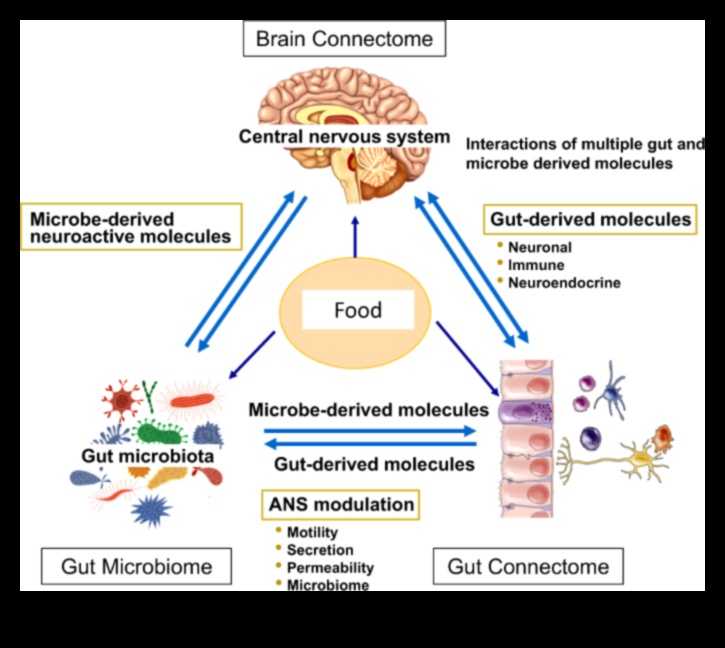 Dietele cu conținut scăzut de grăsimi și microbiomul intestinal: o relație simbiotică