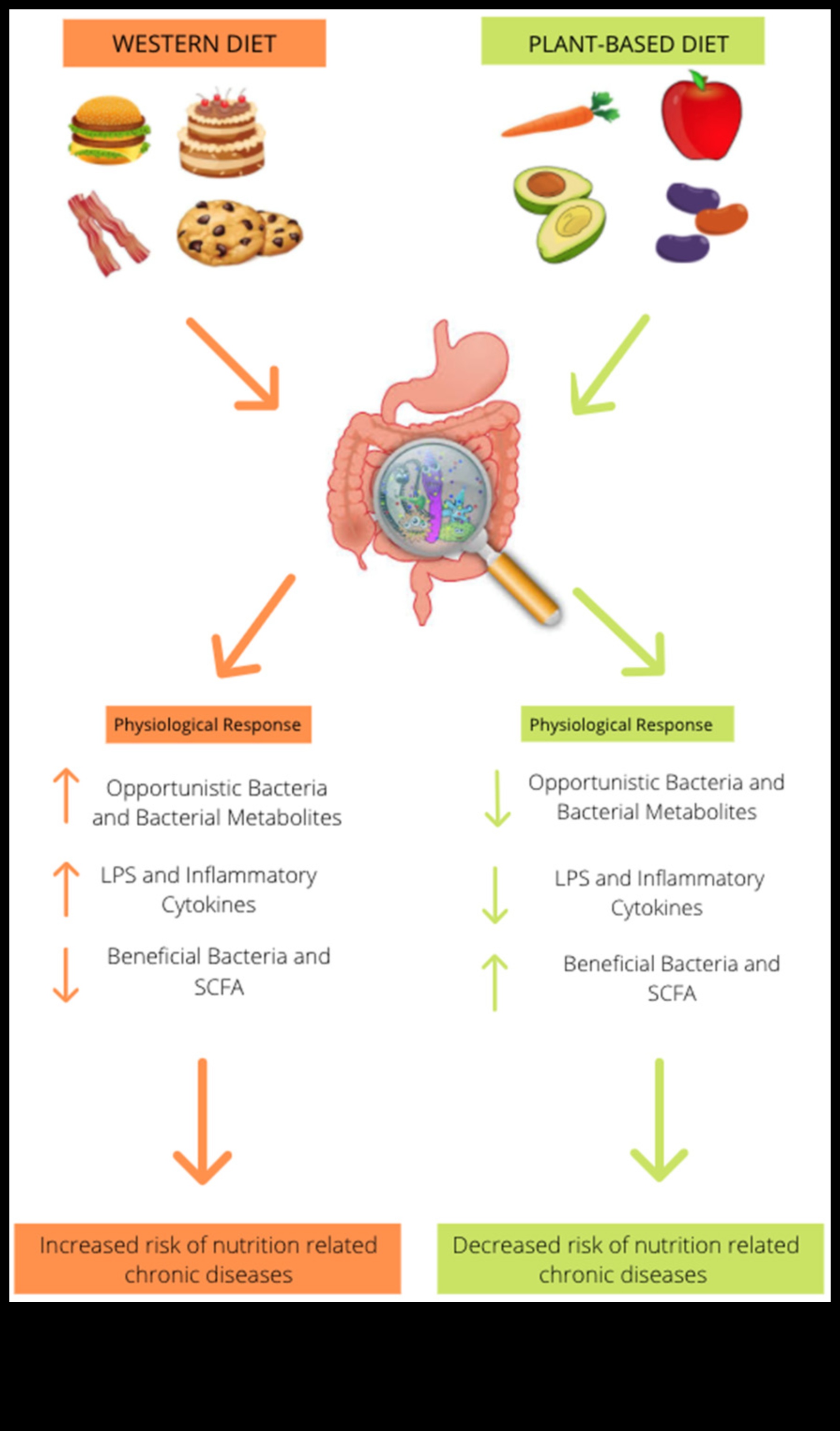 Dietele cu conținut scăzut de grăsimi și microbiomul intestinal: o relație simbiotică