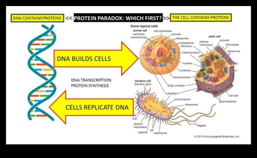 Calitatea proteinelor vs. cantitate: găsirea echilibrului corect