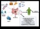 Microbiomul dietetic cu conținut scăzut de grăsimi este o recenzie